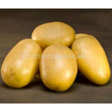 картофи Пенелопе (Спунта)