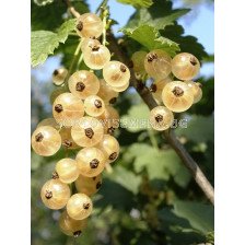 Касис бял - white currant