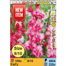 Гладиол Kelly/ Gladiolus - 1 брой