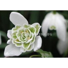 Кичесто кокиче (Fiore Pleno) 