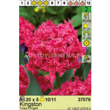 Лале Kingston - Пакет: 1 оп. -  5 бр.