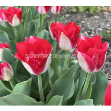 Лале/ Tulip triumph Kissable - 1 бр.