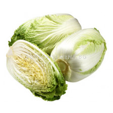 Семена Китайско зеле - Ричи F1 - Chinese cabbage Richie F1