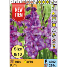 Гладиол Kim/ Gladiolus - 1 брой