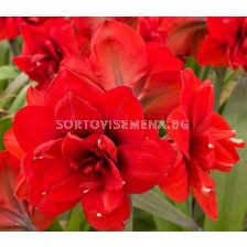 Амарилис Double King - Hippeastrum double galaxy Double King - 1бр.