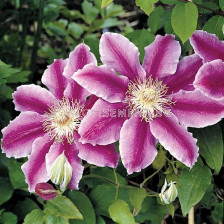 Клематис (Clematis Dr. Ruppel) 