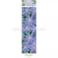 Клематис (Clematis) 'Mrs Cholmondely' (светло син)