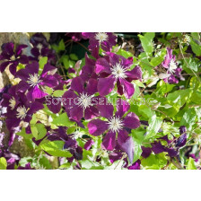 Клематис (Clematis Warszawska Nike)