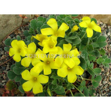 Оксалис /Oxalis purpurea 'Ken Aslet''/ 1бр 