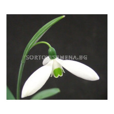 Кокиче (Snowdrop) Galanthus Elwesii