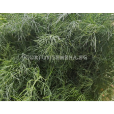 Копър Ида Обикновен - Ida Blattreich 