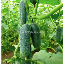 Семена корнишони Каминари (KS 90) F1 (KS 90) F1 