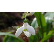 Кокиче (Snowdrop) Galanthus Worowonii 