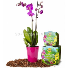 Комплект за орхидея-почва + саксия
