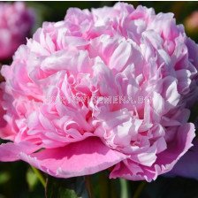 Божур/ LACTIFLORA PAEONIA Koningin Wilhelmina - 1 бр.