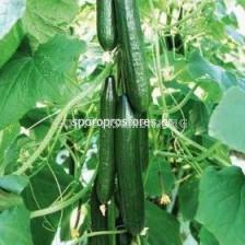 Семена краставици Dreamliner F1 - 250 семена