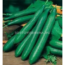 Семена краставици Калунга F1 - cucumber Kalunga F1