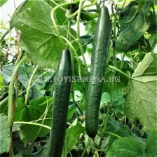 Семена Краставици Тести Голд F1 - подобрен