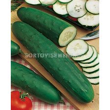 Семена краставици Prima Top`SG - cucumber Prima Top`SG