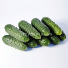 Семена Корнишони (Gherkins) KS 90 F1 