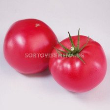 Домати Финли F1 - Tomato Finly F1 (KS 1205)