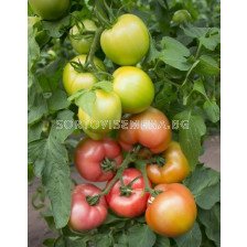 Семена Домати KS 311 F1 - Tomato KS 311 F1