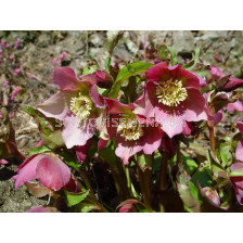 Кукуряк Розов (Helleborus Orientalis)