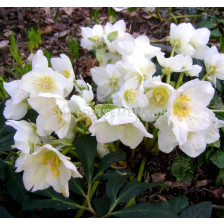 Кукуряк бял (Helleborus Niger)