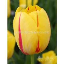 Лале single late La Courtine - 1 бр.