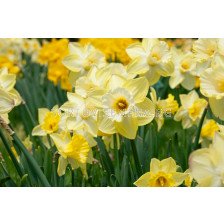Нарцис/ Narcissi trumpet 'Ladea' - 1 бр.