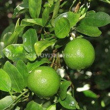 Лайм мексикански Citrus Aurantiifolia Mexican Lime