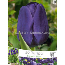 лале Blue - tulip Blue (пакет - 20 луковици)