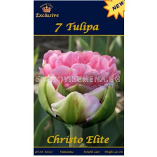 лале Christo Elite (пакет - 7 луковици)