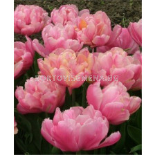 Лале (Tulip) Double Early Pink Star 