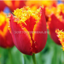 лале Fringed Fabio - tulip Fringed Fabio