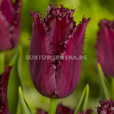 Лале (Tulip) Fringed Pacific Pearl 