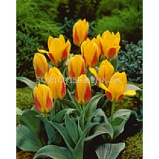 Лале (Tulip) Greigii Bella Vista (25 см)
