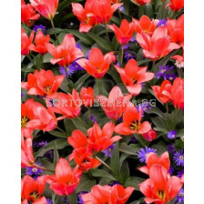 Лале (Tulip) Greigii Coral Satin (25 см) 