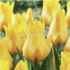 Лале (Tulip) Greigii Gold West (25 см)