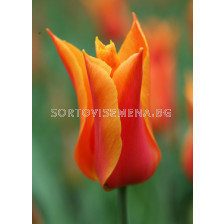 Лале (Tulip) Lilyflowering Ballerina 