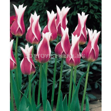 Лале (Tulip)  Lilyflowering Claudia 