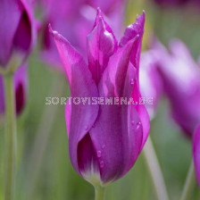 лале Lilyflowering Purple dream