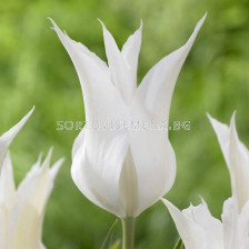 Лале (Tulip) Lilyflowering Sapporo