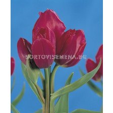 Лале (Tulip) Multiflora Roulette