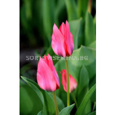 лале Multiflora Toronto - tulip Multiflora Toronto - 10 бр
