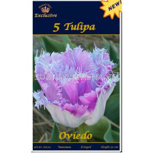 Лале (Tulip) Oviedo