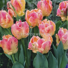 Лале Parrot Libretto  