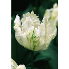 лале Parrot Мadonna - tulip Parrot Мadonna