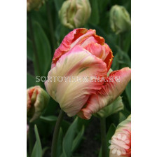 Лале Parrot Salmon  