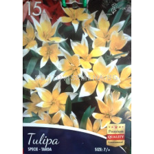 Лале Specie - Tarda -Tulip Specie - Tarda